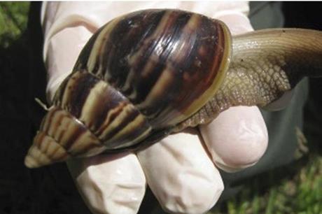 حلازونات عملاقة تجتاح غرب فنزويلا