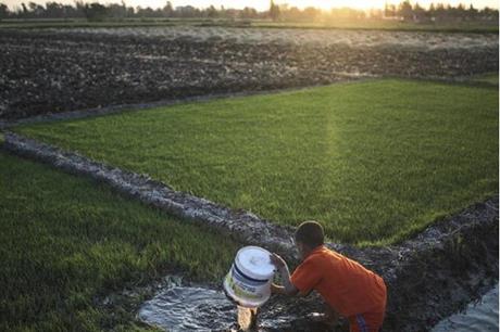صورة حول : مصر.. الحكومة تكشف أسباب اختفاء الأرز المفاجئ من البلاد مصر.. الحكومة تكشف أسباب اختفاء الأرز المفاجئ من البلاد