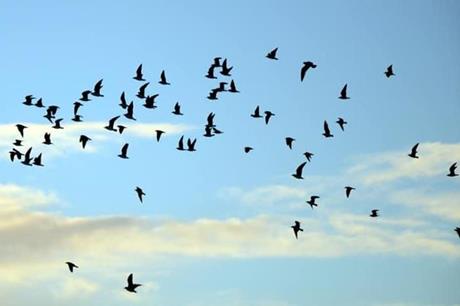 صورة حول : نداء تحذير للجميع... ماذا تخبرنا الطيور عن طريقة تأثير المناخ علينا؟ نداء تحذير للجميع... ماذا تخبرنا الطيور عن طريقة تأثير المناخ علينا؟