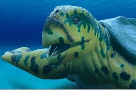 صورة حول : إسبانيا ..العثور عن آثار أحفورية لواحدة من أكبر السلاحف في تاريخ الأرض إسبانيا ..العثور عن آثار أحفورية لواحدة من أكبر السلاحف في تاريخ الأرض