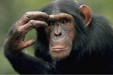 لم تتمالك نفسها شاهد رد فعل أنثى قرد بعد رؤية صغيرها يتحرك