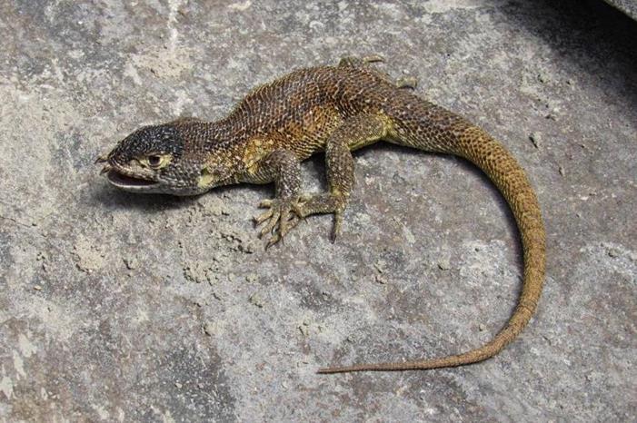 صورة حول : اكتشاف نوع جديد من السحالي في البيرو اكتشاف نوع جديد من السحالي في البيرو