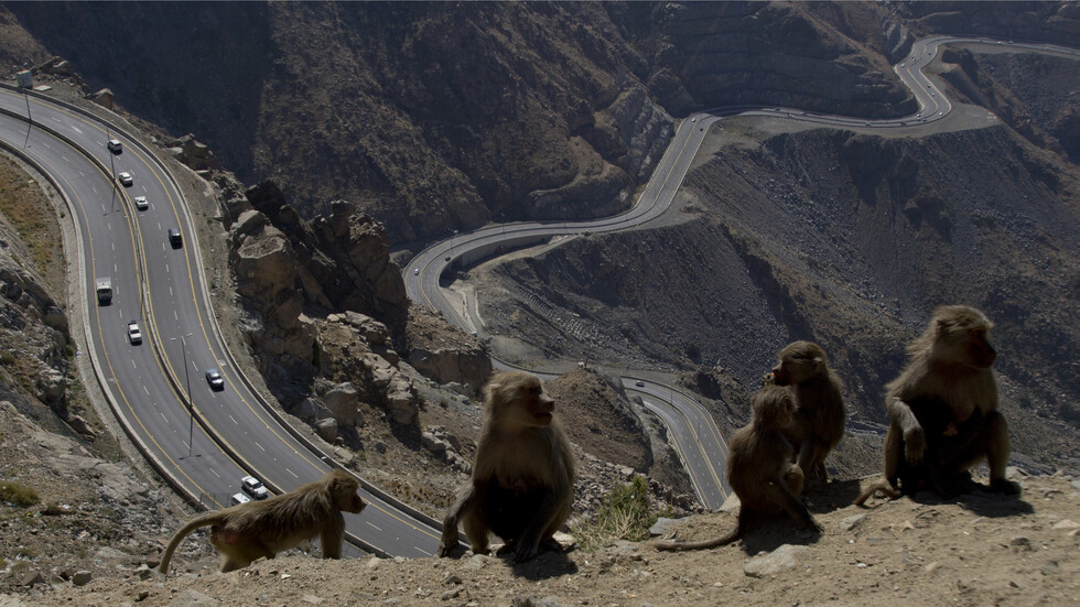 كيف تمكنت السعودية من ابعاد 95 % من قرود البابون عن مكة والمشاعر المقدسة