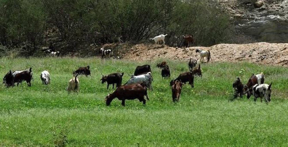 السعودية..وزارة البيئة تحذر من الرعي الجائر في المملكة وتوجه دعوة لملاك وأصحاب المواشي