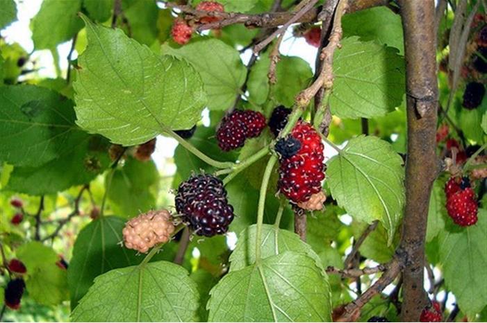 ما فائدة تناول اوراق التوت ؟