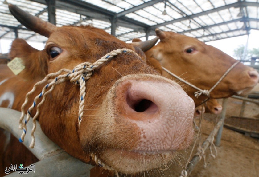 عدة دول تتوقف عن استيراد لحوم الأبقار من البرازيل من ضمنها الأردن