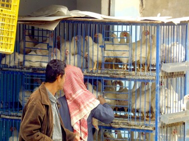 صورة حول : الصثناعة والتجارة تلتزم الصمت حيال ارتفاع اسعار الدواجن اللاحم قبيل رمضان الصثناعة والتجارة تلتزم الصمت حيال ارتفاع اسعار الدواجن اللاحم قبيل رمضان