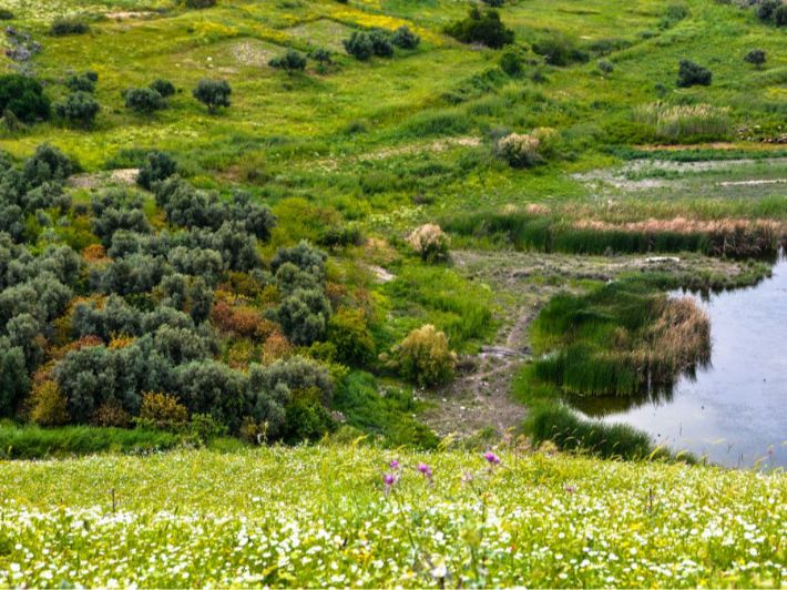 شملت والنية اربد ... سياحة داخلية