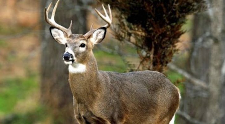 الزراعة تعلن عن طرح بيع غزلان