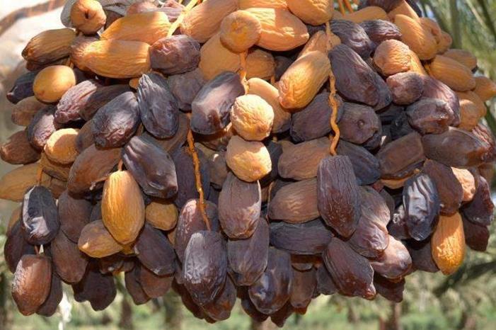 جمعية التمور الأردنية: لا نستورد تمر المجهول والمتوفر بالأسواق أردني المنشأ