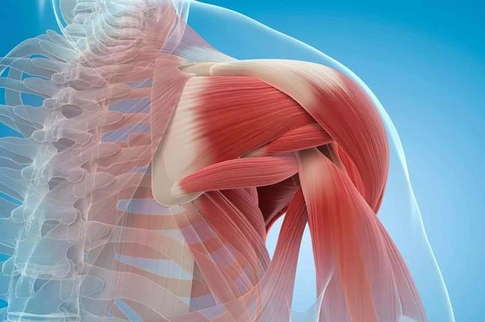 صورة حول : جهاز إلكتروني جديد لقياس ضمور العضلات جهاز إلكتروني جديد لقياس ضمور العضلات