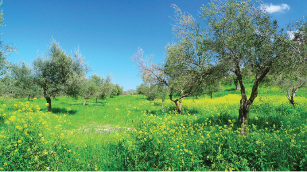 الأجواء اليوم الجمعة لطيفة في اغلب المناطق ومنخفض جوي غدأ يؤثر على المملكة