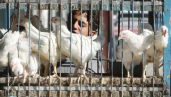 صورة حول : عبيدات : ارتفاع أسعار الدواجن لا يتناسب مع كلف الإنتاج عبيدات : ارتفاع أسعار الدواجن لا يتناسب مع كلف الإنتاج