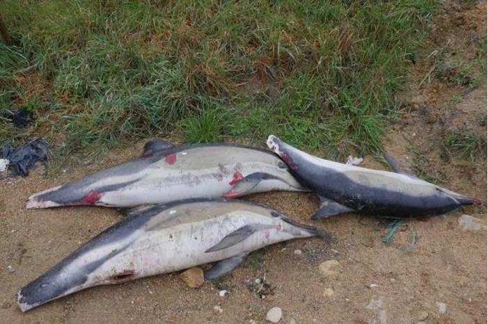 جنوح 910 دلافين على شواطئ المحيط الأطلسي الفرنسية