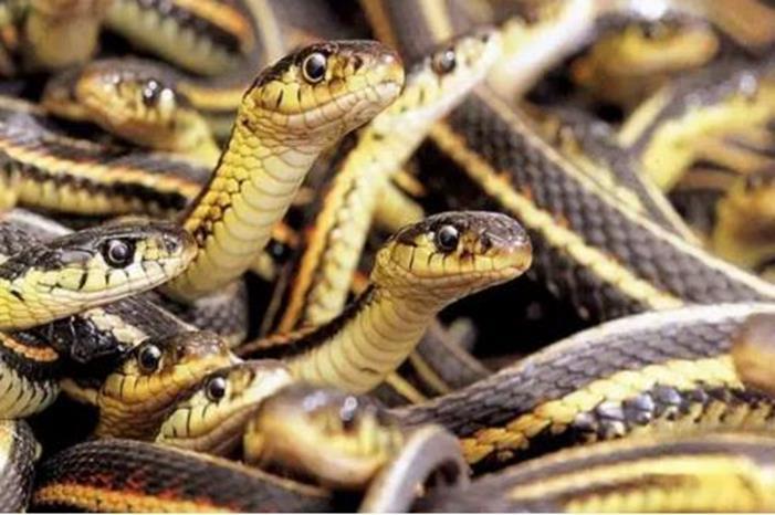 شاهد .. ثعابين سامة تخرج من مجاري السيول إلى البيوت في السعودية بعد هطول الأمطار الغزيرة