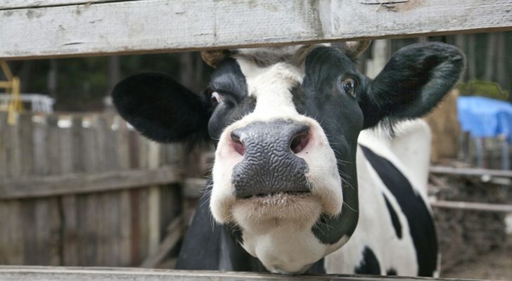 صورة حول : مصر توقف استيراد الأبقار من البرازيل مصر توقف استيراد الأبقار من البرازيل