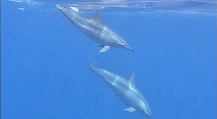 سرب من الدلافين تزين خليج العقبة