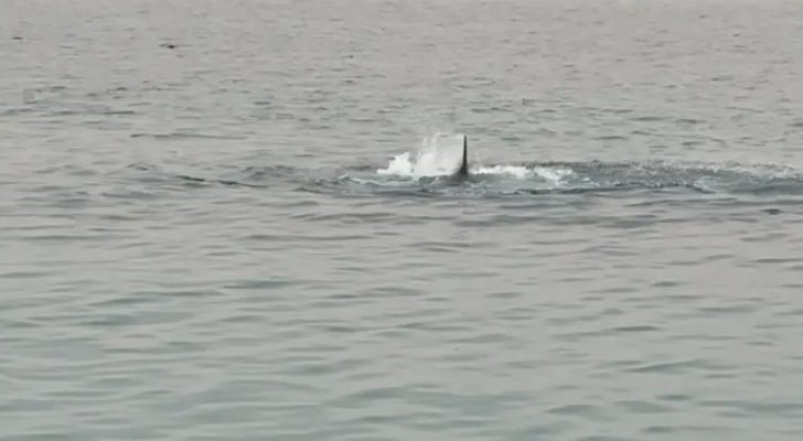 التهمه في ٢٠ ثانية .. تفاصيل مؤلمة لحادثة سمكة القرش يرويها والد الضحية