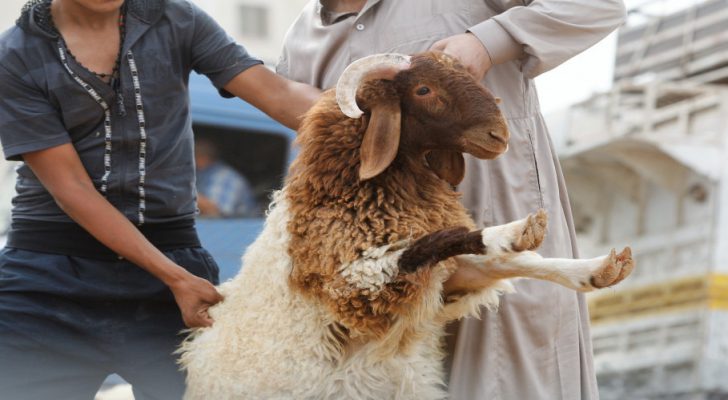 ما حكم شراء الأضحية عن طريق البطاقات الائتمانية؟