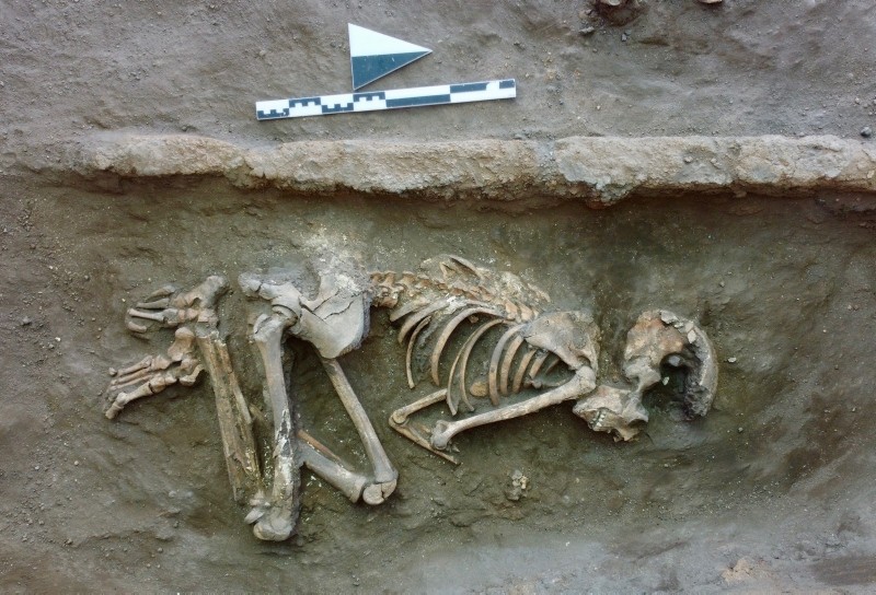 العثور على هياكل عظمية خلال حفريات صرف صحي بالعقبة