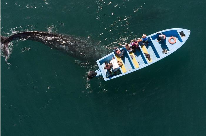 حوت في قاع المحيط يتحول إلى "مستوطنة للحياة"