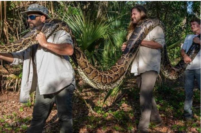 طوله 6 أمتار.. شاب يصطاد بيديه أكبر ثعبان بورمي في تاريخ فلوريدا الأمريكية