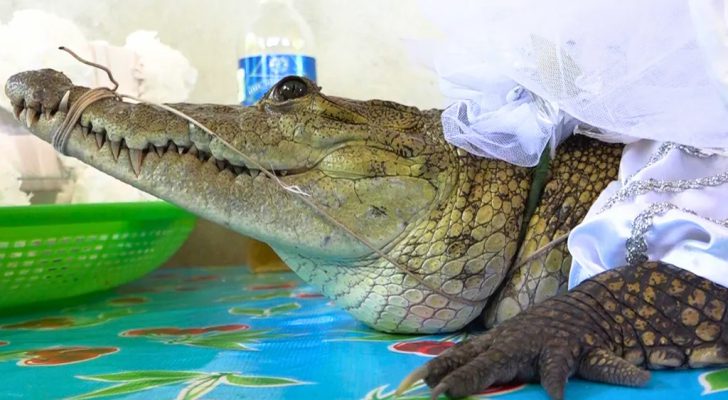 شاهدوا.. زواج عمدة مدينة مكسيكية من تمساحة