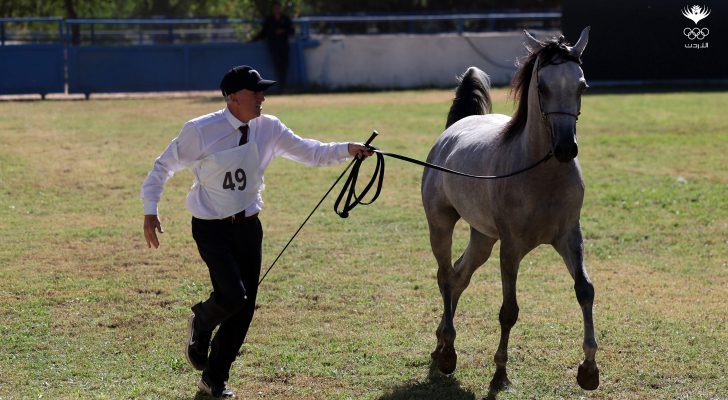 انطلاق بطولة الشرق الأوسط لجمال الخيول العربية الأصيلة
