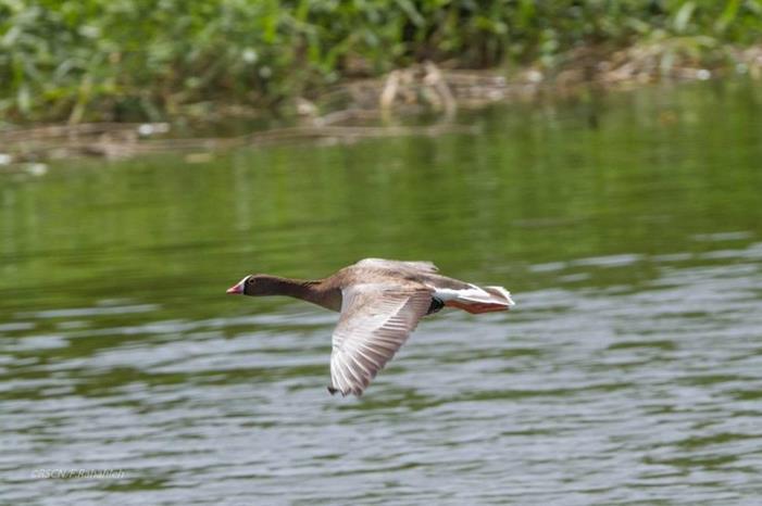 تسجيل 109 أنواع من الطيور المهاجرة في واحة أيلة