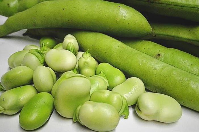 كيلو الفول الأخضر بـ 8 دنانير بس