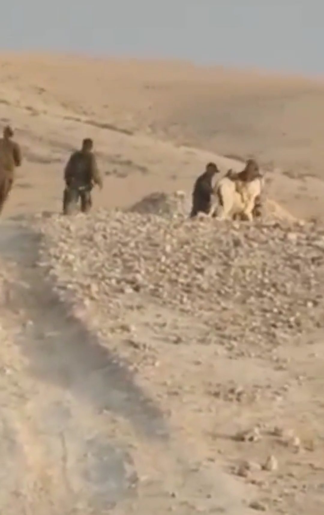 صورة حول : بالفيديو.. الاحتلال يستولي على حمار في مدينة يطا جنوبي الخليل بالفيديو.. الاحتلال يستولي على حمار في مدينة يطا جنوبي الخليل