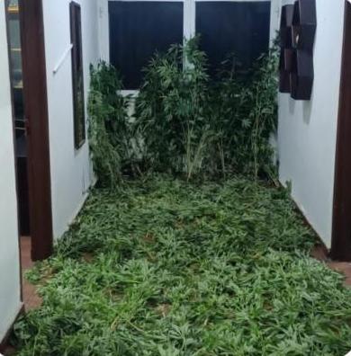 القبض على مطلوبين وتجّار مخدرات أحدهم حاول "زراعة الماريجوانا" بالشونة