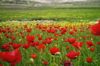 ارتفاع ملموس على درجات الحرارة غداً الخميس والأجواء ربيعية