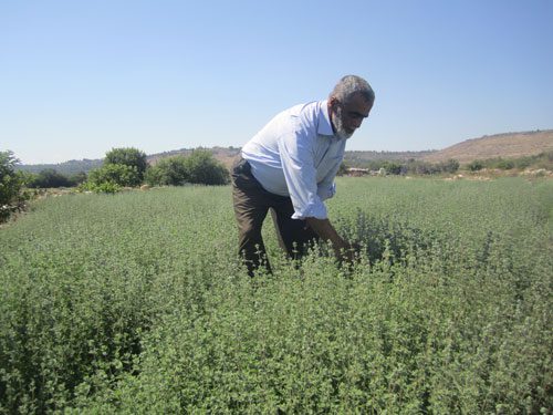 "ذهب فلسطين الأخضر" أهميته أكبر مِما نعرف