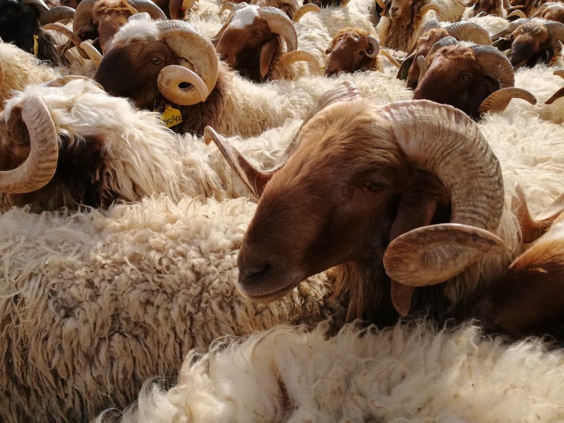 عَدد محاجر مُعتمد لتصدير الخراف مِن المفرق للسعودية