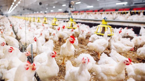 صورة حول : المصريون يقاطعون الفراخ بسبب... المصريون يقاطعون الفراخ بسبب...