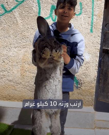 أرانب ضخمة فِي الأُردن يَصل وزن بعضها إلى 10 كيلوغرام(فيديو)
