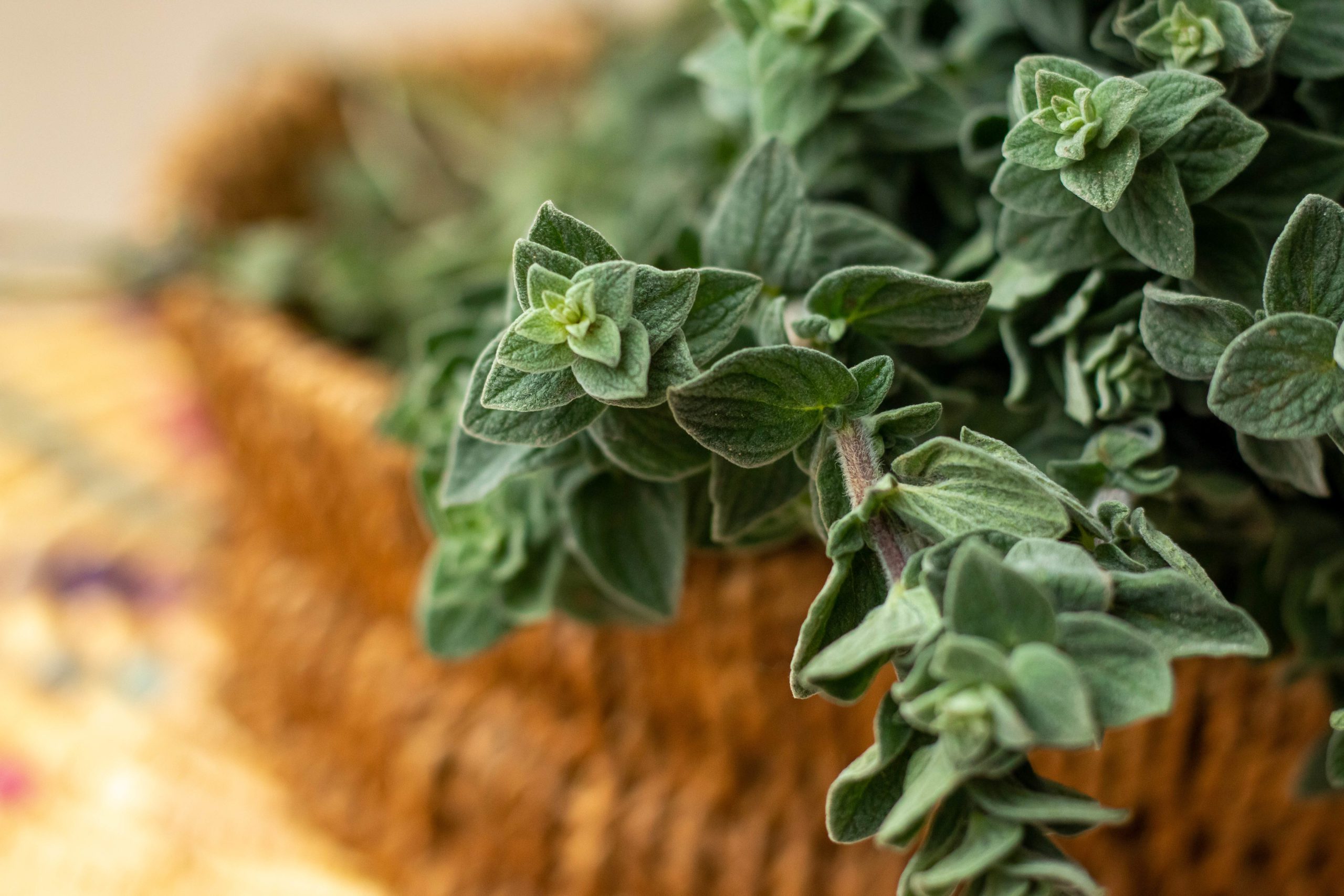 صورة حول : "ذهب فلسطين الأخضر" أهميته أكبر مِما نعرف "ذهب فلسطين الأخضر" أهميته أكبر مِما نعرف