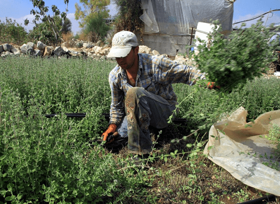 صورة حول : "ذهب فلسطين الأخضر" أهميته أكبر مِما نعرف "ذهب فلسطين الأخضر" أهميته أكبر مِما نعرف