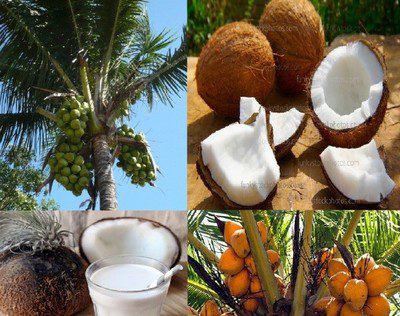 مَا سبب تسمية جوز الهند؟