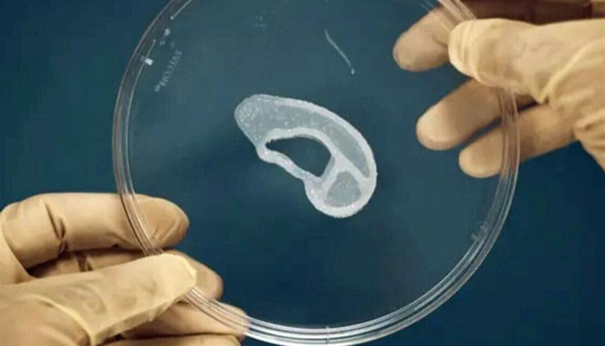 صورة حول : العلم يقترب من إنجاز (أذن اصطناعية) بديلة العلم يقترب من إنجاز (أذن اصطناعية) بديلة