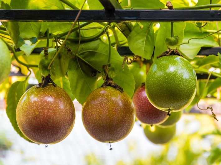 ماذا تعرف عن شجرة (المس فلورا)