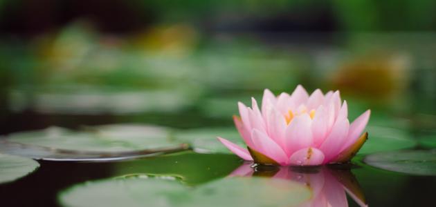 صورة حول : سبب تسمية زهرة اللوتس بهذه الأسم ؟ سبب تسمية زهرة اللوتس بهذه الأسم ؟