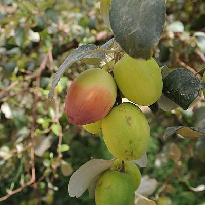 ما هي فوائد وأضرار النبق؟