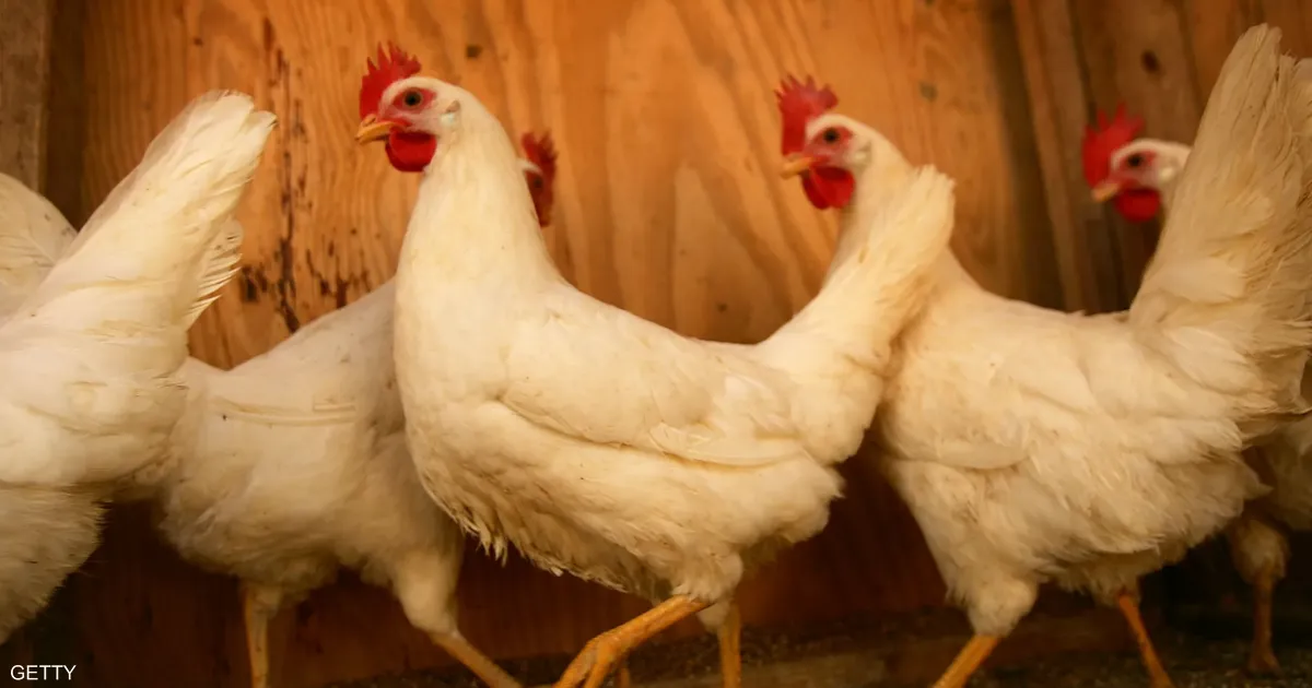 صورة حول : وزارة الصناعة والتجارة تفرض غرامات مالية كبيرة على مخالفي سقوف أسعار الدجاج وزارة الصناعة والتجارة تفرض غرامات مالية كبيرة على مخالفي سقوف أسعار الدجاج