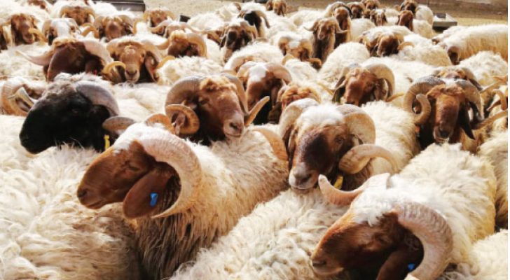 الأردن رابع دول العالم فِي تصدير الأغنام