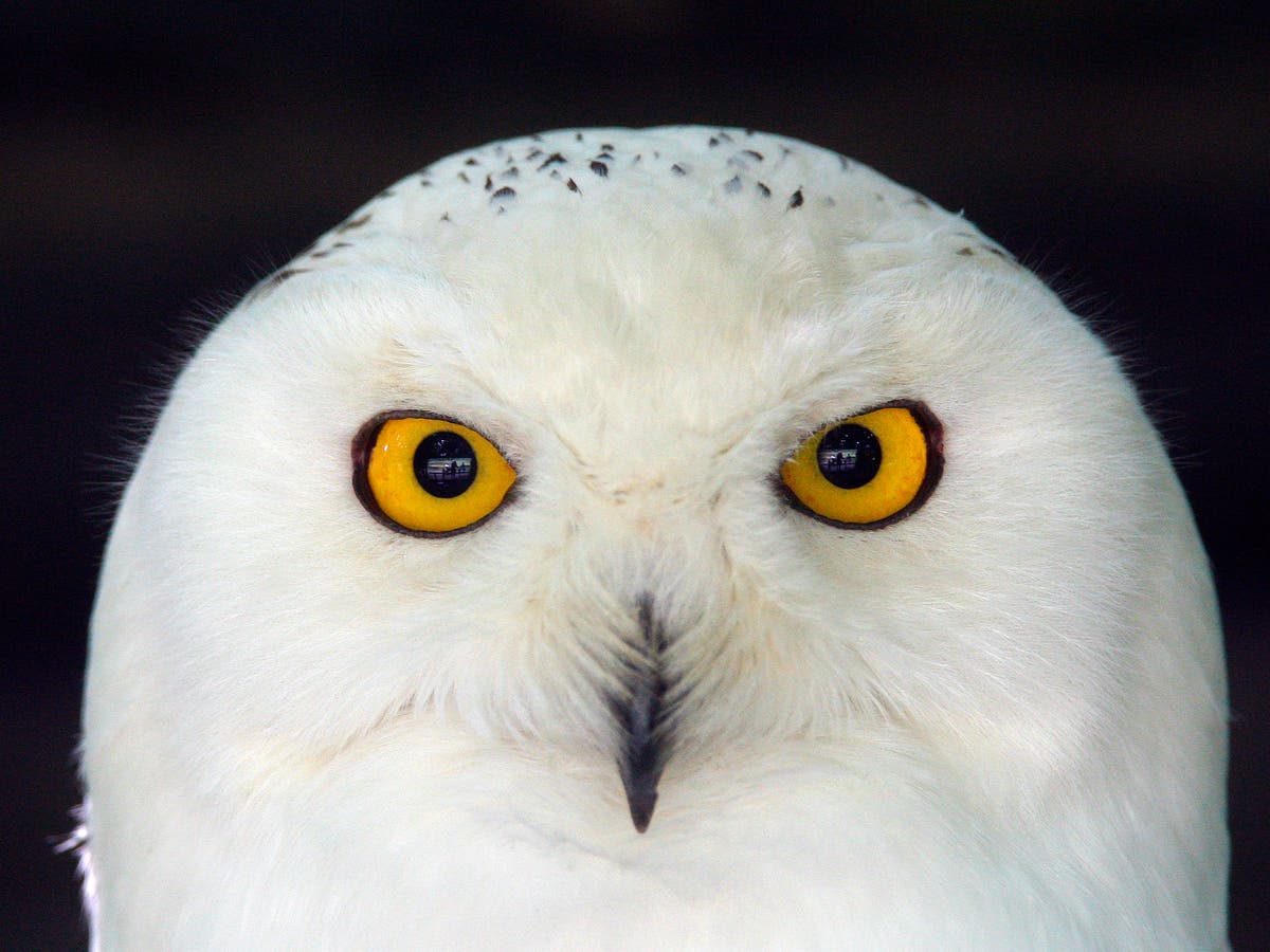 صورة حول : أميركا على استعداد للقضاء على 450 ألف بومة أميركا على استعداد للقضاء على 450 ألف بومة