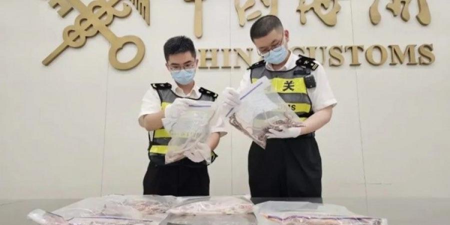 صورة حول : "الصين" توقف مهرب 100 أفعى في سرواله "الصين" توقف مهرب 100 أفعى في سرواله