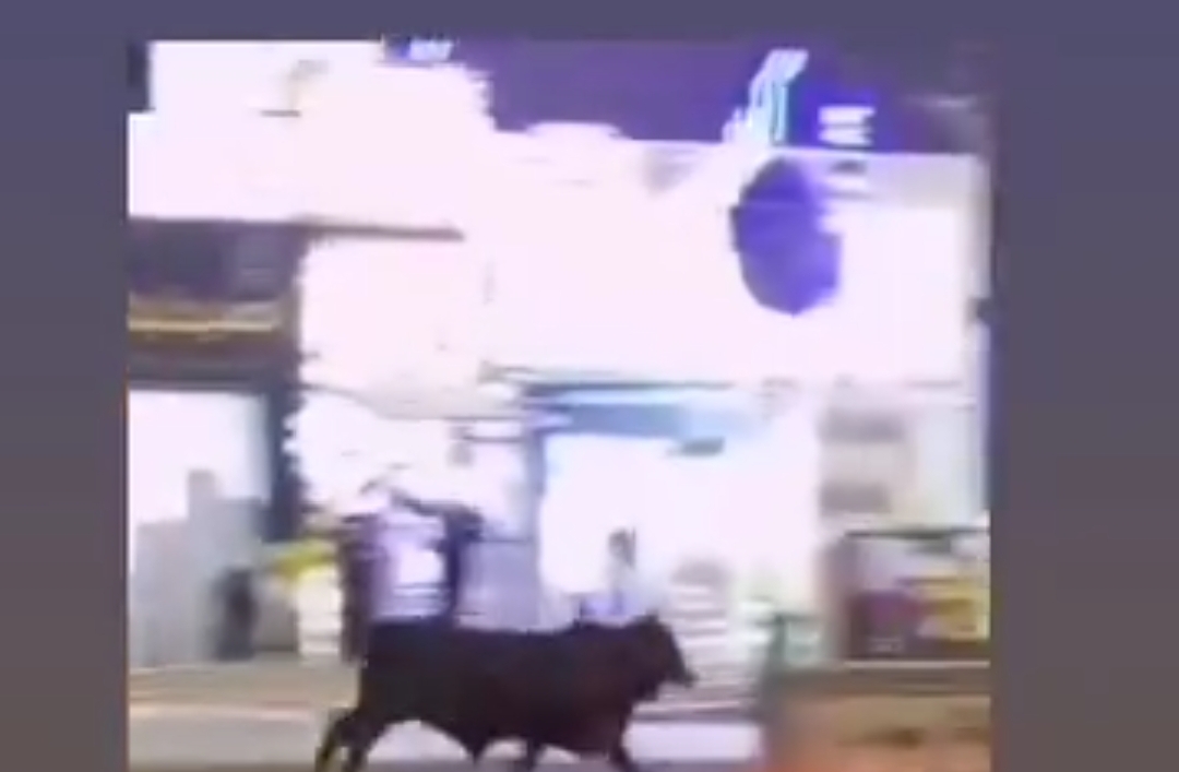 صورة حول : بالفيديو.. ثور هائج يدخل على طوارئ مستشفى الطفيلة الحكومي بالفيديو.. ثور هائج يدخل على طوارئ مستشفى الطفيلة الحكومي