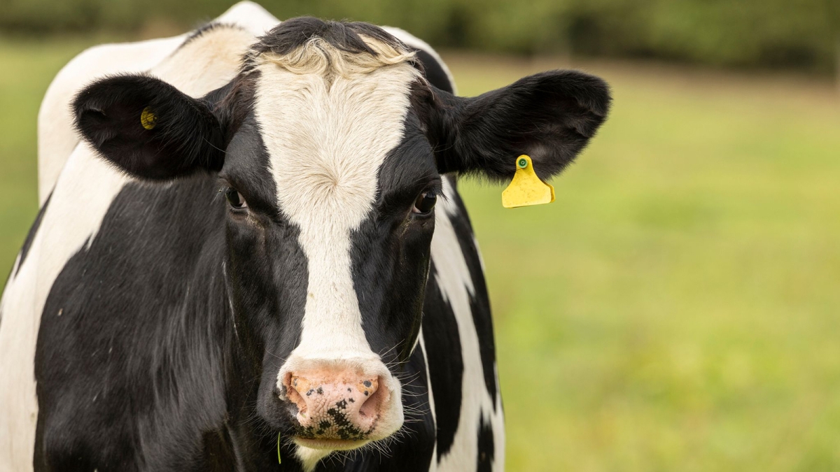 صورة حول : عاجل .. "فرنسا" تسجل حالة من مرض اللسان الأزرق بالقرب من الحدود البلجيكية عاجل .. "فرنسا" تسجل حالة من مرض اللسان الأزرق بالقرب من الحدود البلجيكية